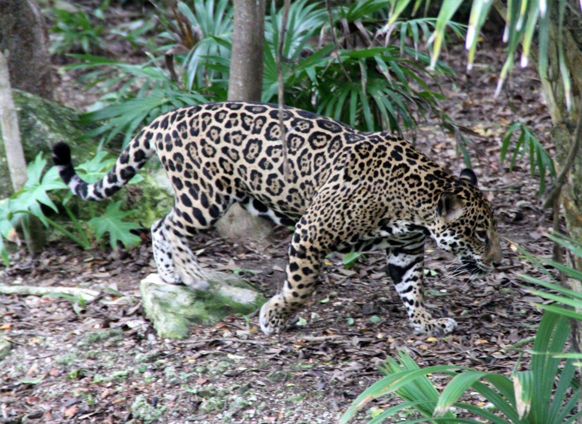 Jaguar
