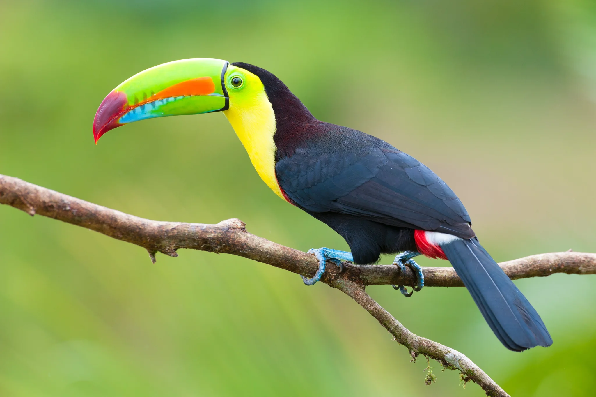 Keel-billed Toucan