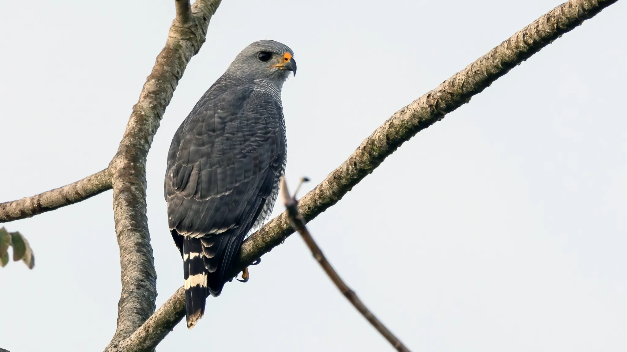 Roadside Hawk of the Yucatán