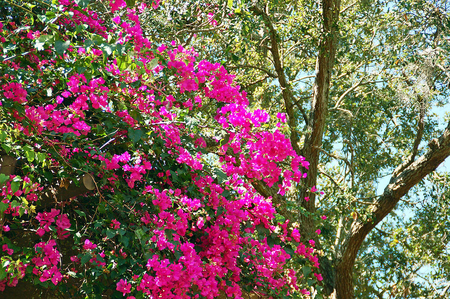 Bougainvillea cascading in bloom