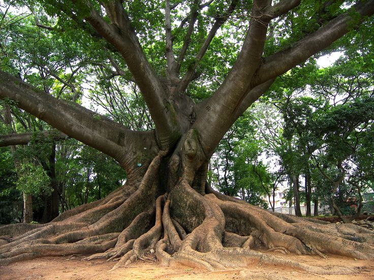 Ceiba \u2014 the sacred Mayan tree