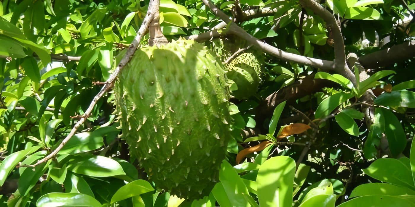 Guan\u00e1bana \u2014 soursop fruit
