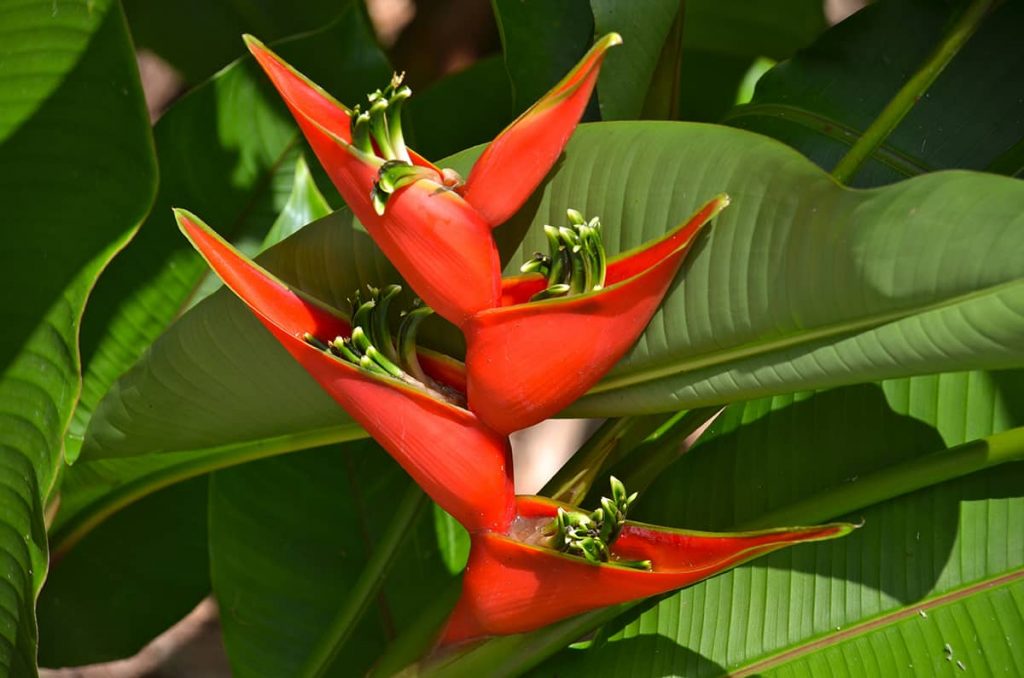 Heliconia flower