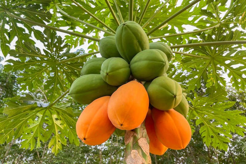 Papaya fruit ripening on the tree