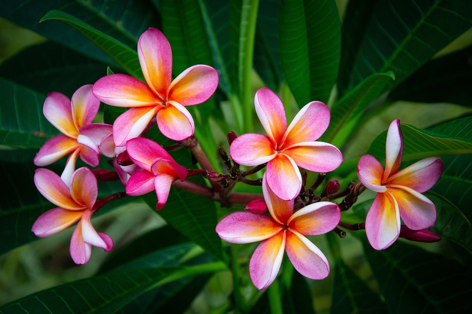 Plumeria blossom