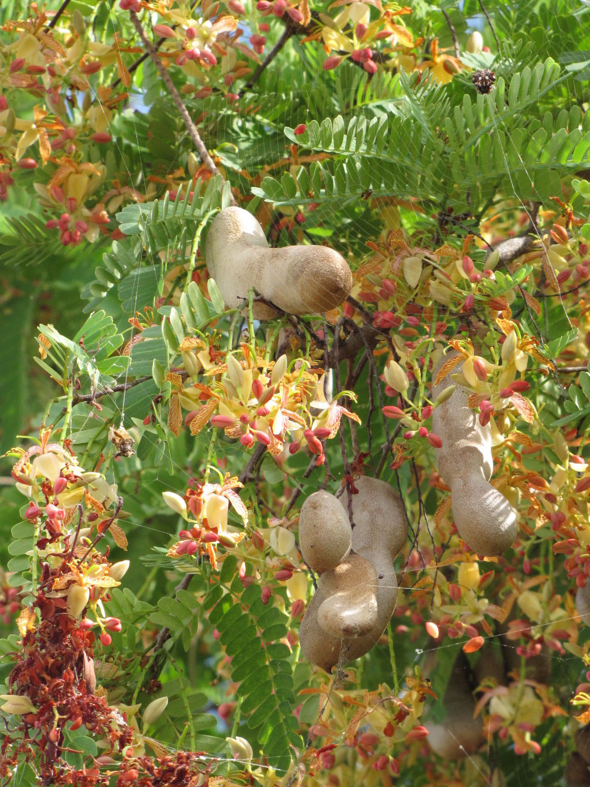 Tamarind pods on the tree